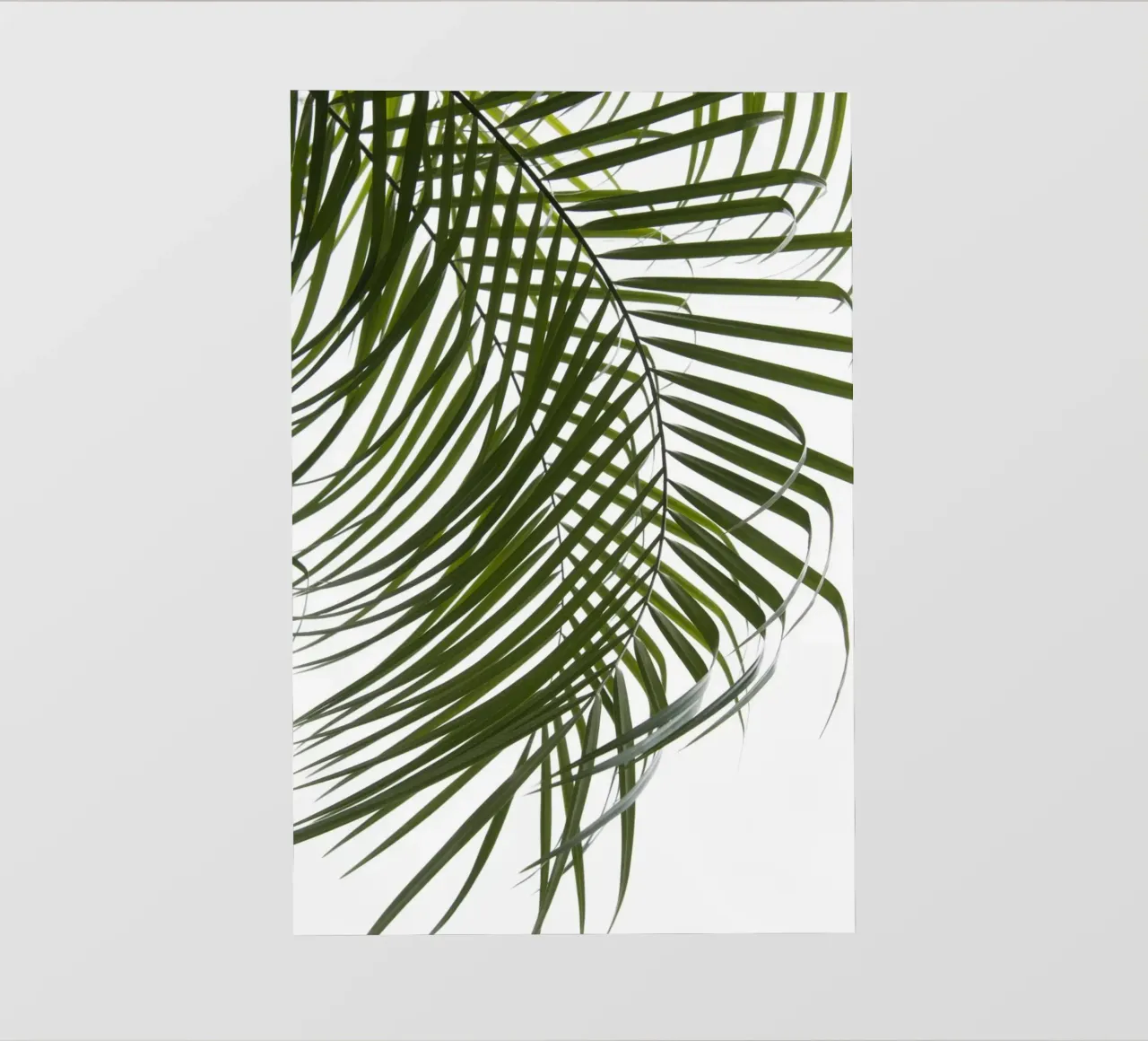 Fogliame delle palme IV pellicola backlit da amini54