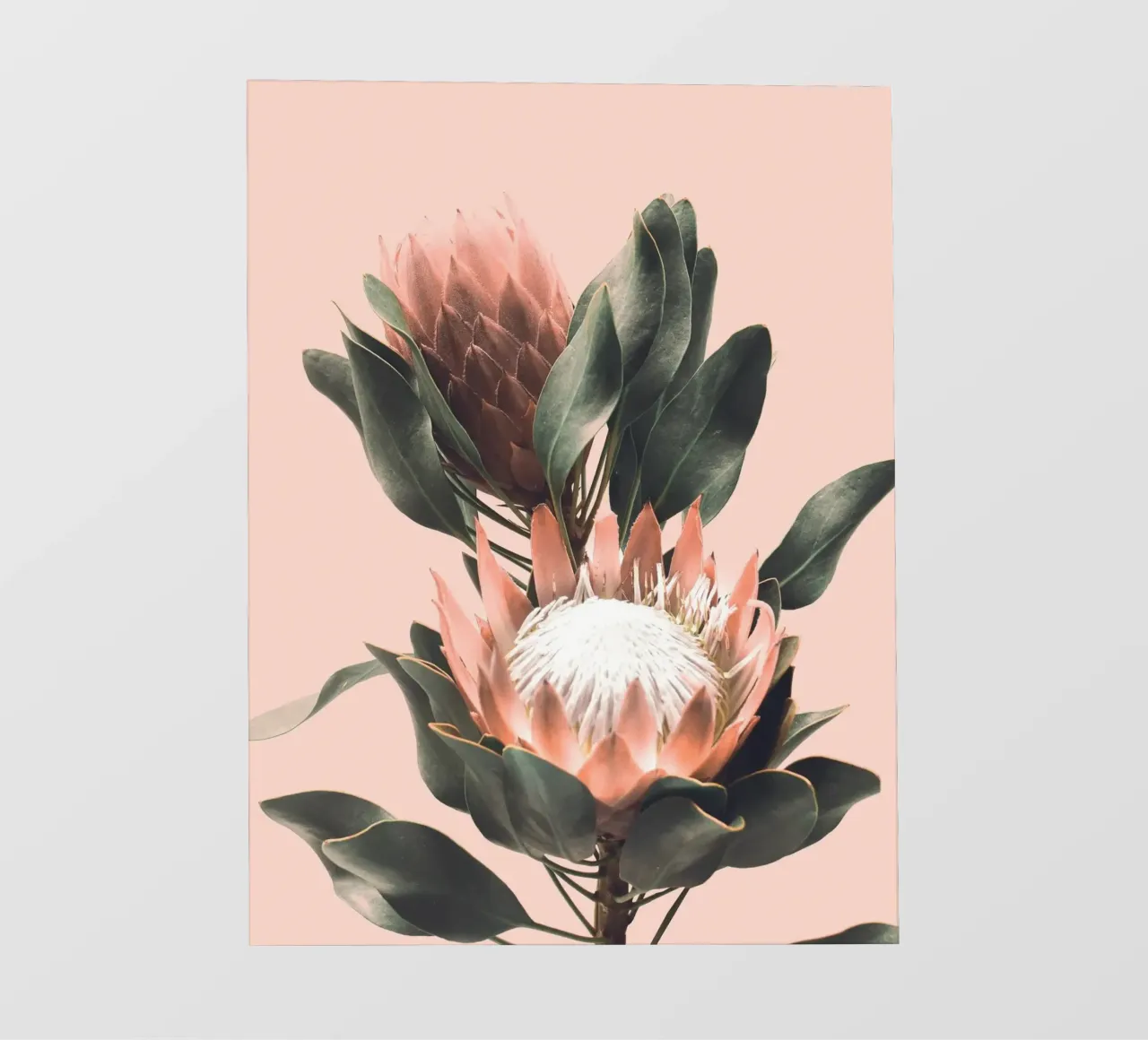 Protea flowers - Botanical photo art design photo wallpaper by Whole©