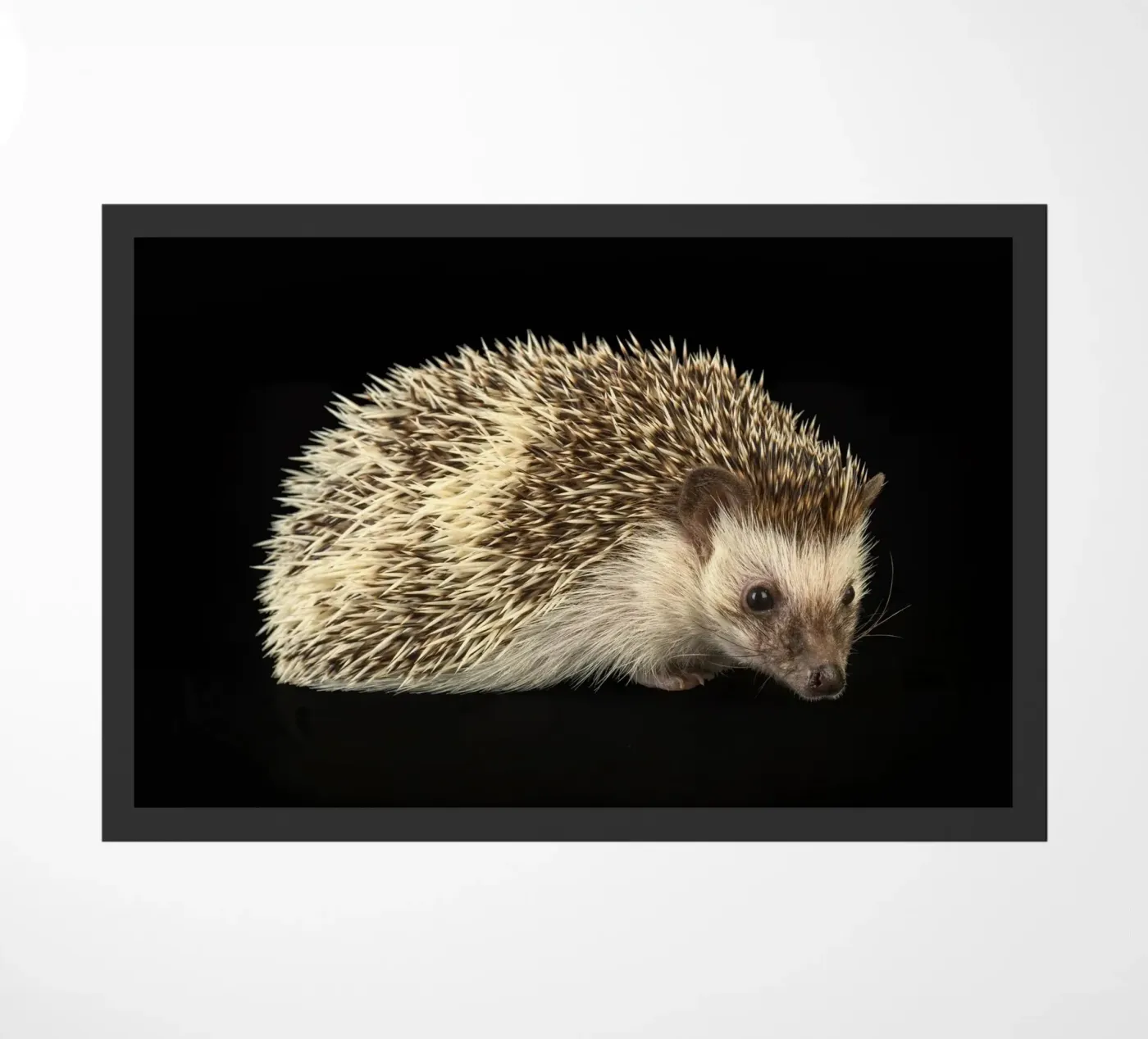 White/brown Hedgehog zerbino da Curious Collections by Marielle Leenders