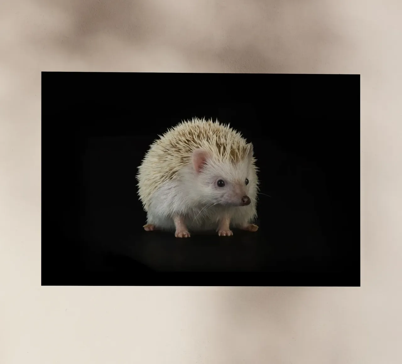 Riccio bianco pellicola backlit da Curious Collections by Marielle Leenders
