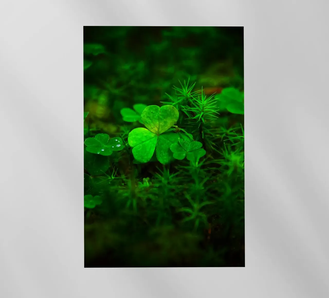 Cloverleaf in the forest pellicola backlit da Fjöllart