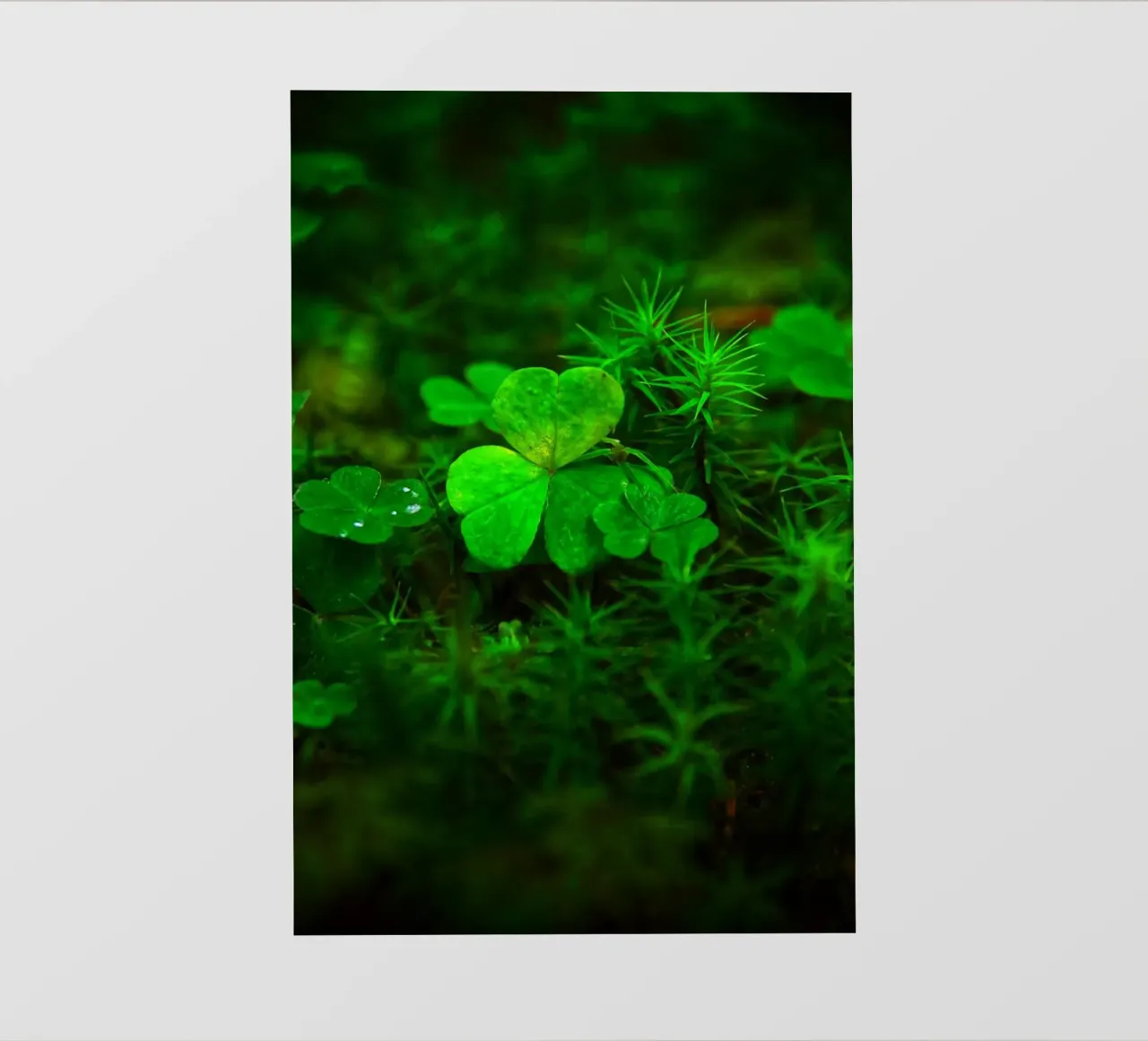 Cloverleaf in the forest pellicola backlit da Fjöllart