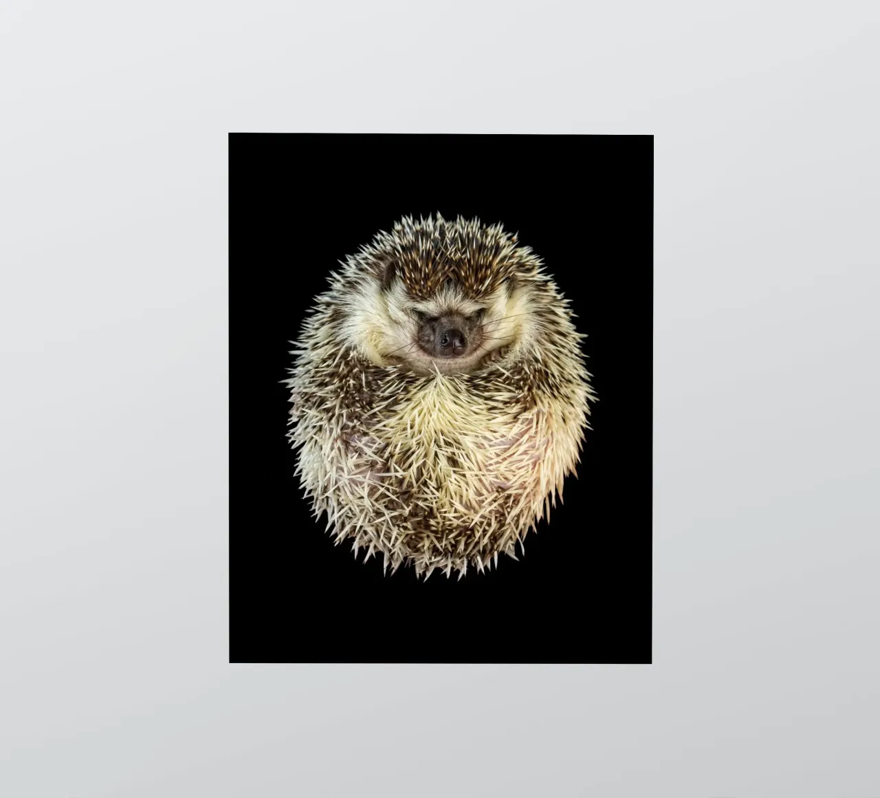 Weiß/brauner Igel Sticker von Curious Collections by Marielle Leenders