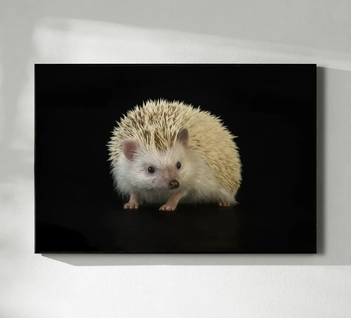 White Hedgehog plexiglas de Curious Collections by Marielle Leenders