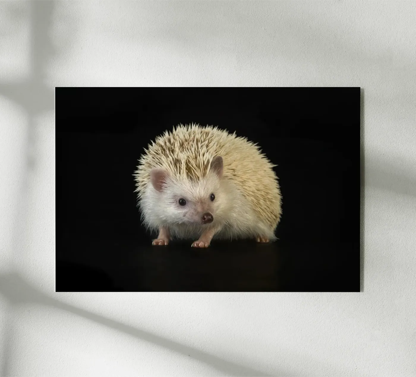 White Hedgehog plexiglas de Curious Collections by Marielle Leenders