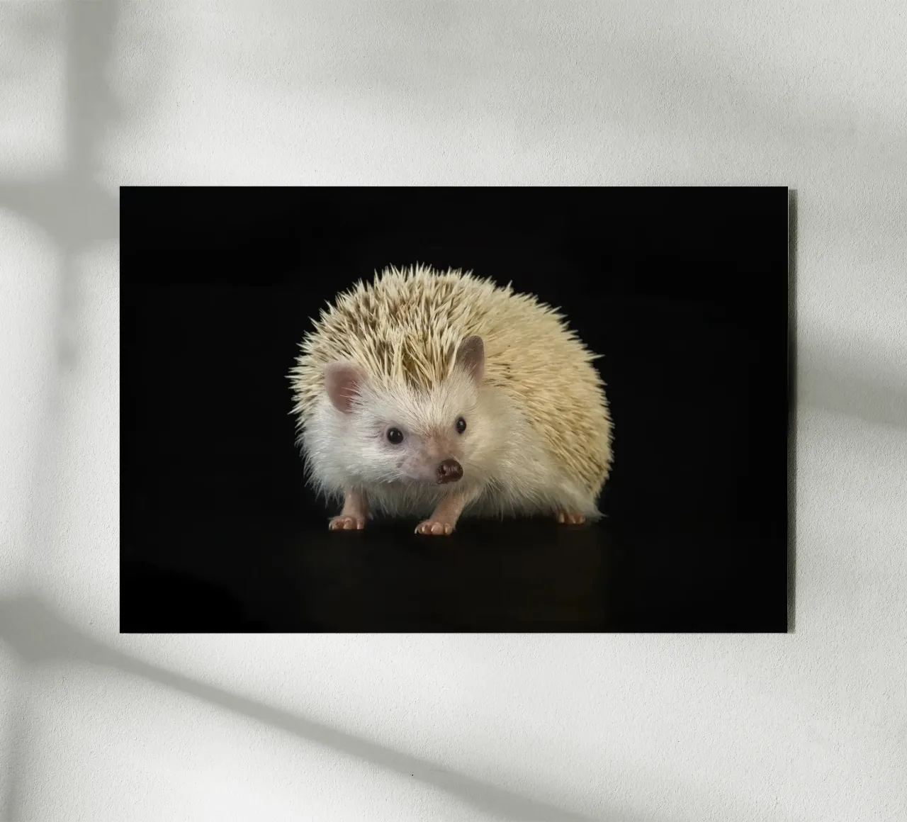 Riccio bianco alluminio dibond da Curious Collections by Marielle Leenders