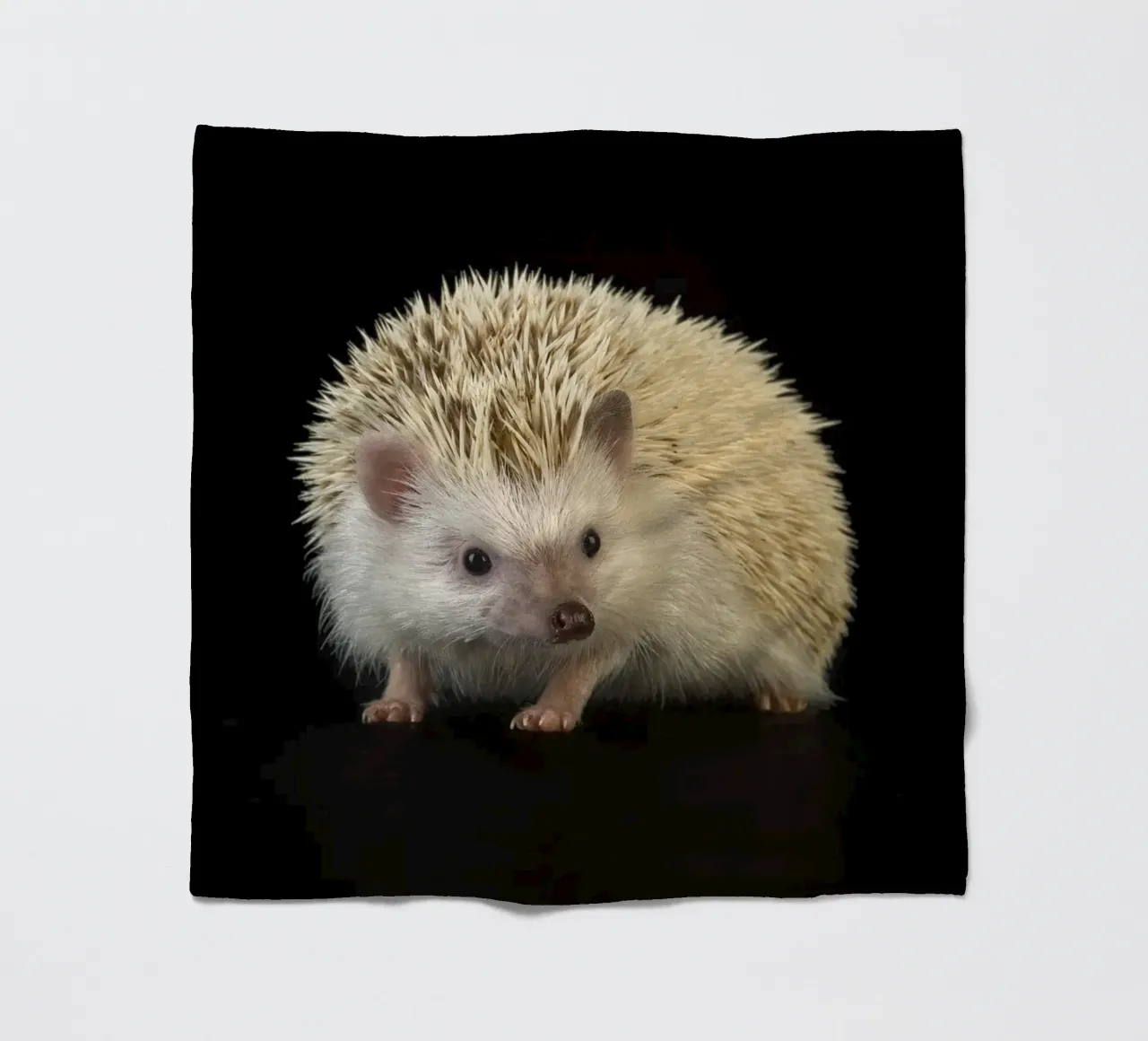 Riccio bianco coperta in pile da Curious Collections by Marielle Leenders