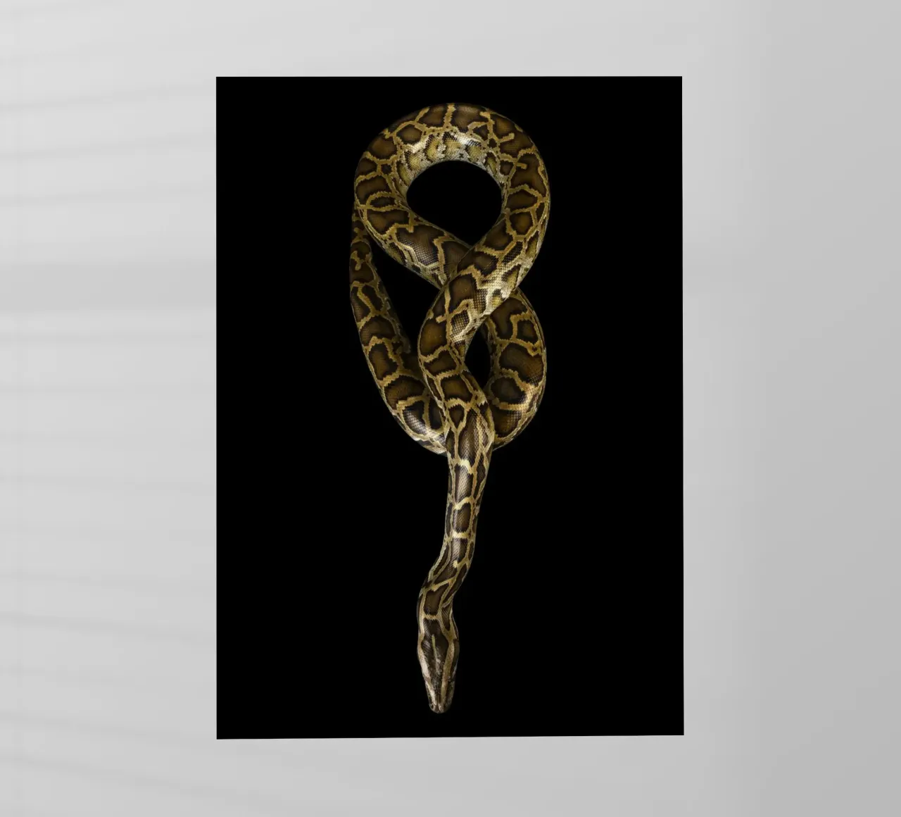 Python Backlit Folie von Curious Collections by Marielle Leenders