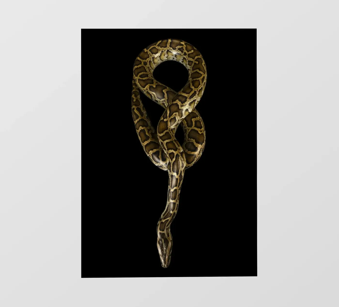 Python photo wallpaper by Curious Collections by Marielle Leenders