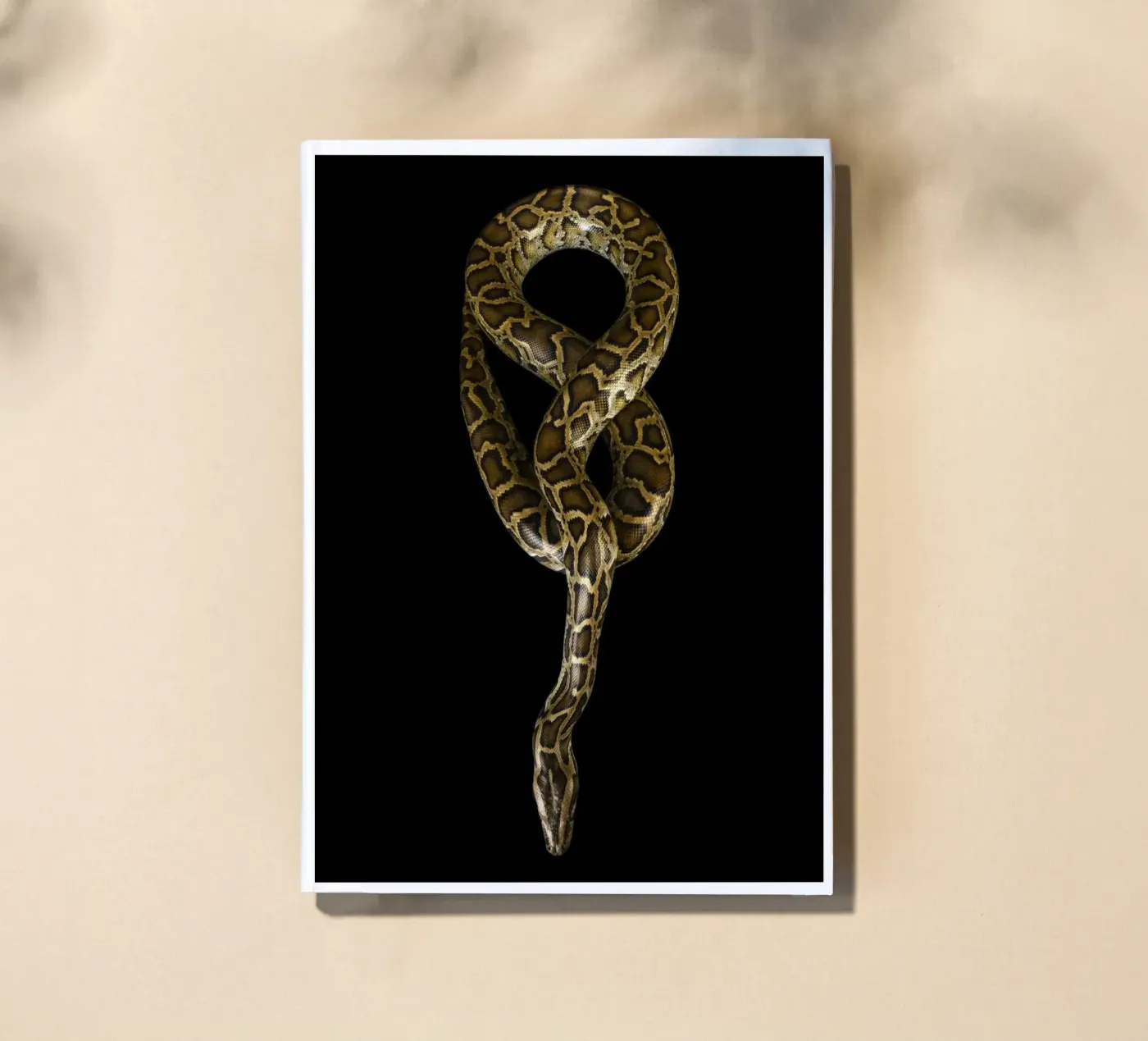 Python notebook by Curious Collections by Marielle Leenders