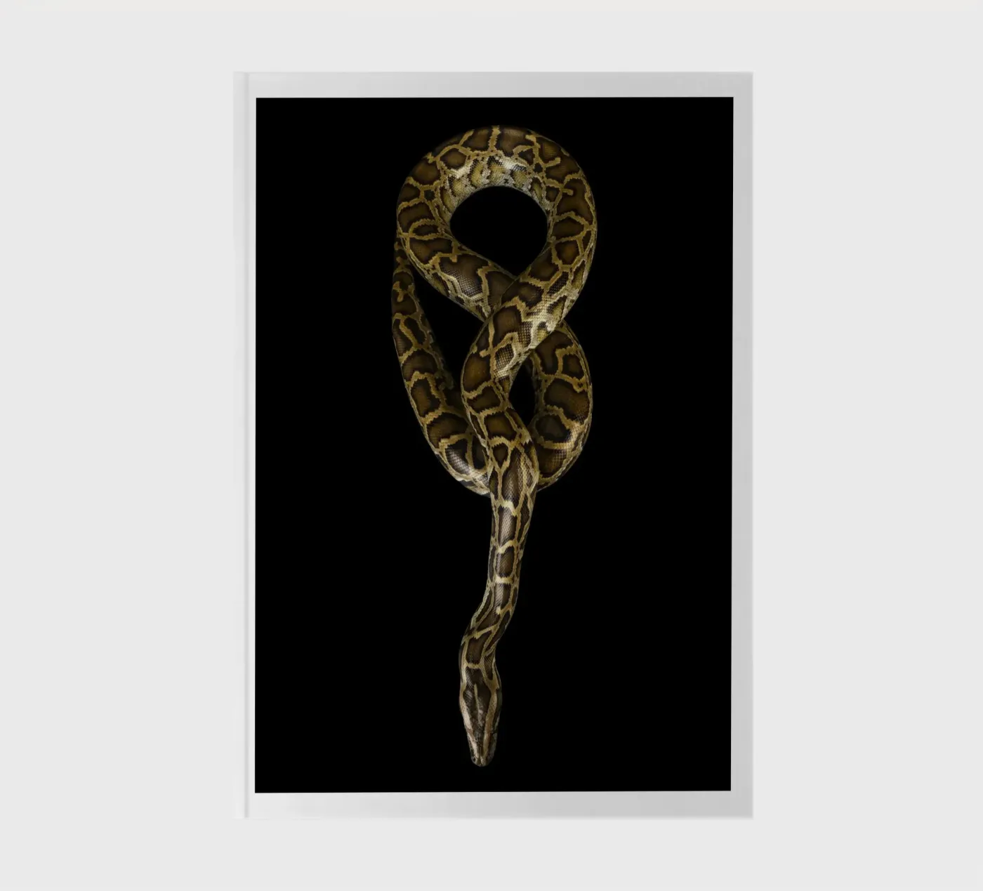 Python notebook by Curious Collections by Marielle Leenders