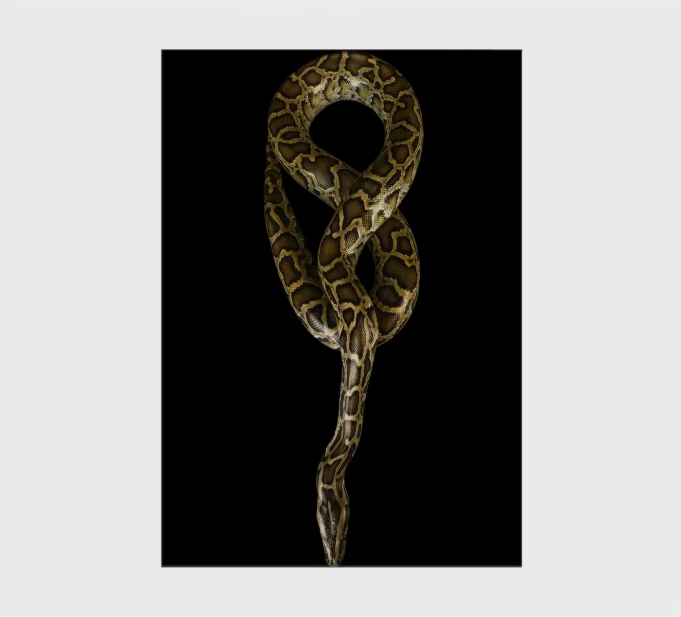 Python notebook by Curious Collections by Marielle Leenders