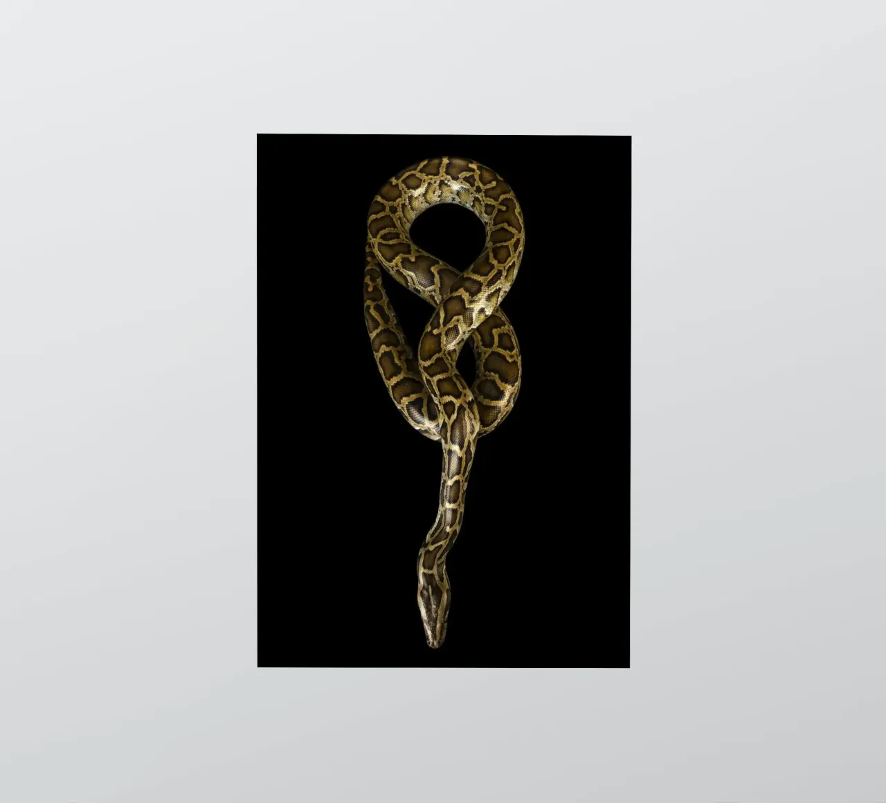 Python pegatina de Curious Collections by Marielle Leenders