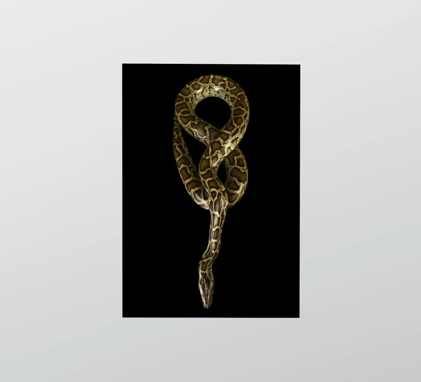 Python Sticker von Curious Collections by Marielle Leenders