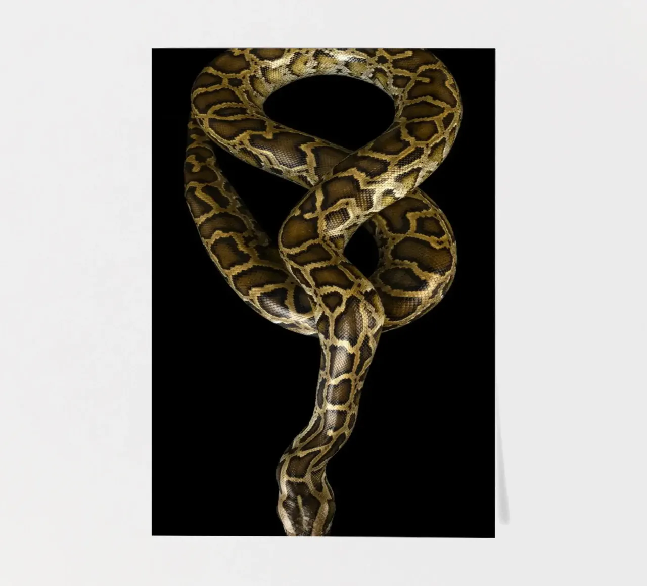 Python planche autocollant de Curious Collections by Marielle Leenders