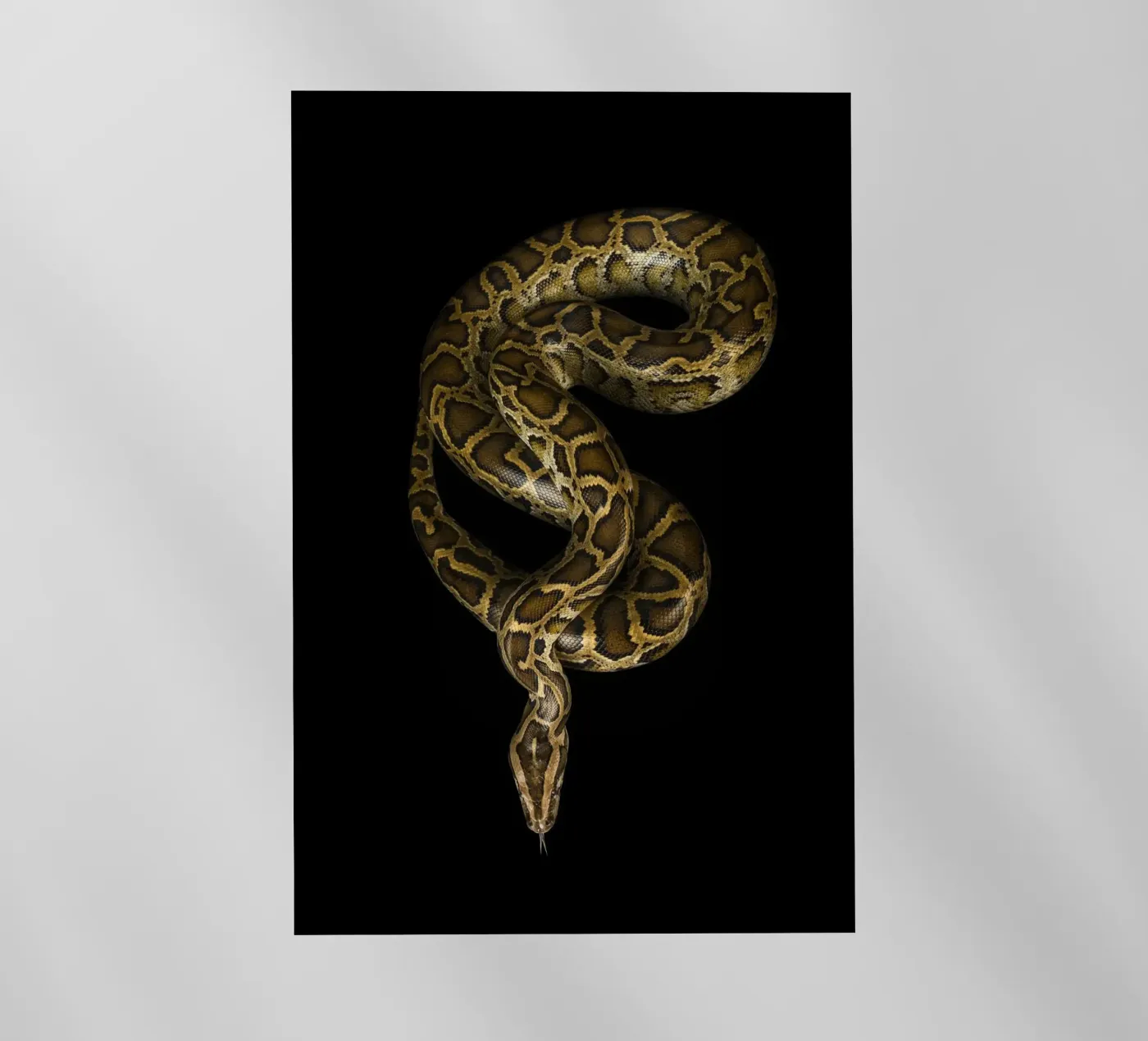 Python Backlit Folie von Curious Collections by Marielle Leenders