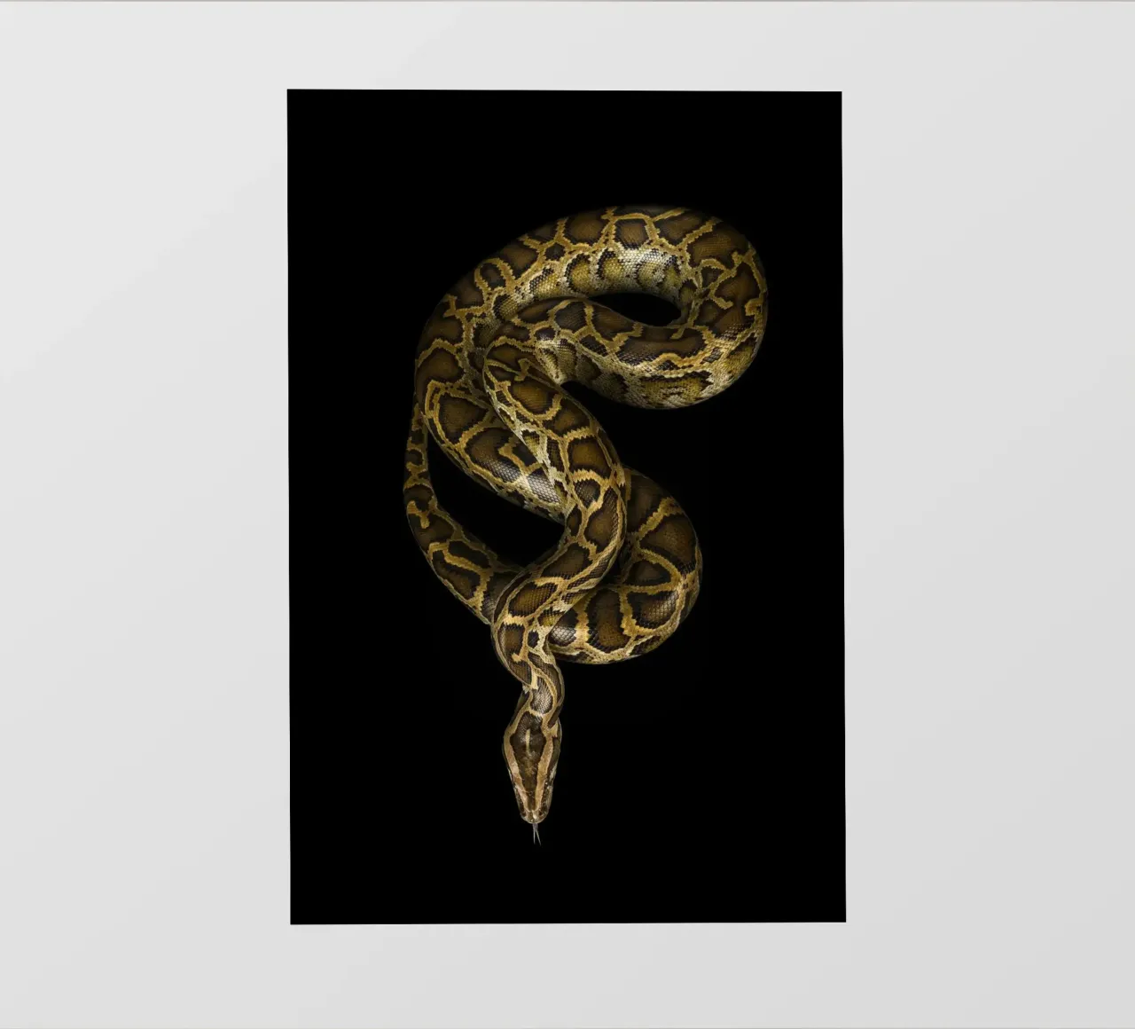 Python Backlit Folie von Curious Collections by Marielle Leenders