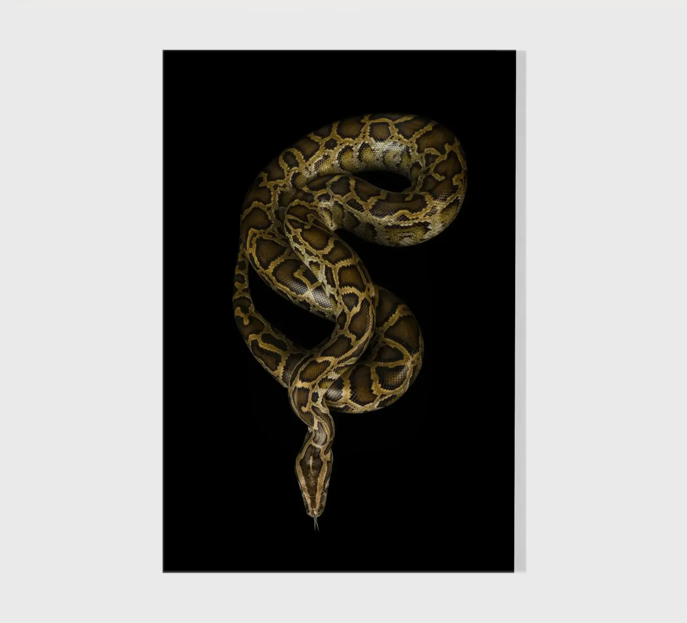 Python carnet de notes de Curious Collections by Marielle Leenders