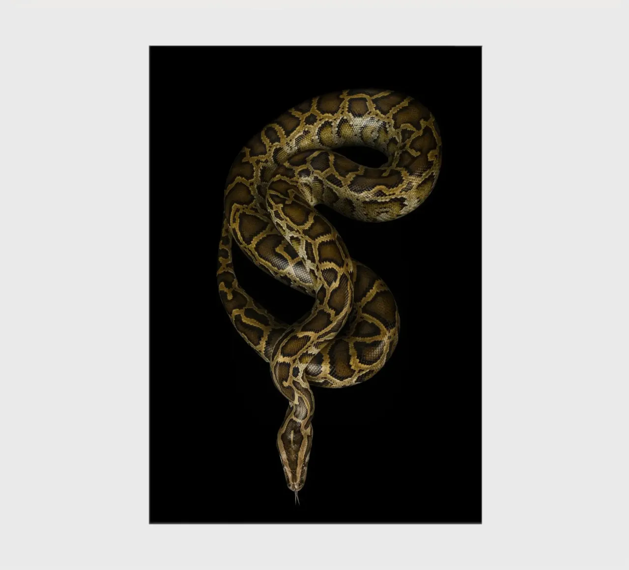 Python notebook by Curious Collections by Marielle Leenders