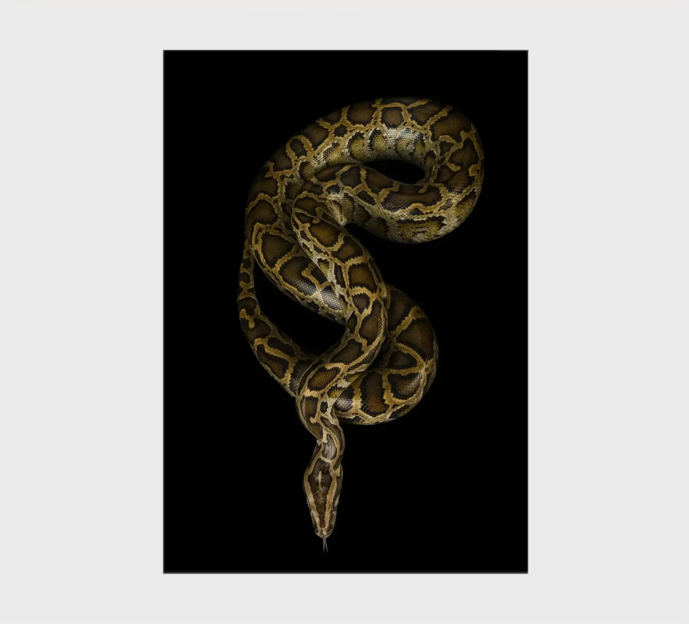 Python carnet de notes de Curious Collections by Marielle Leenders