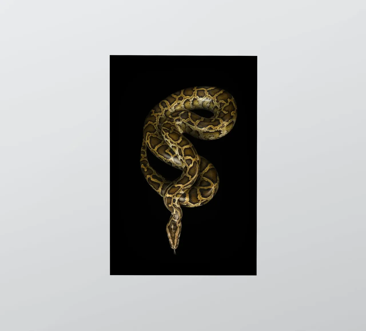 Python pegatina de Curious Collections by Marielle Leenders