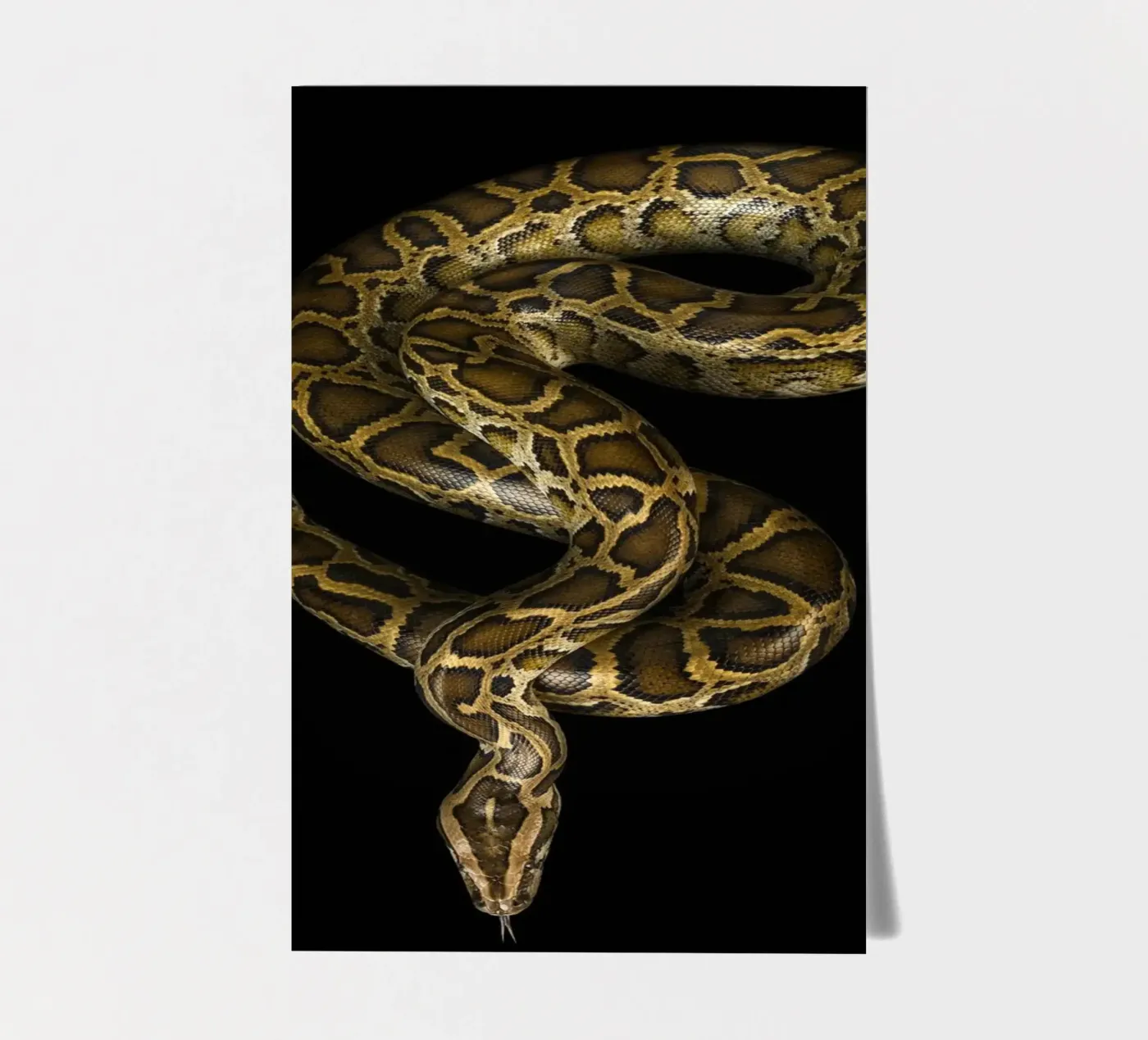 Python stickervel van Curious Collections by Marielle Leenders