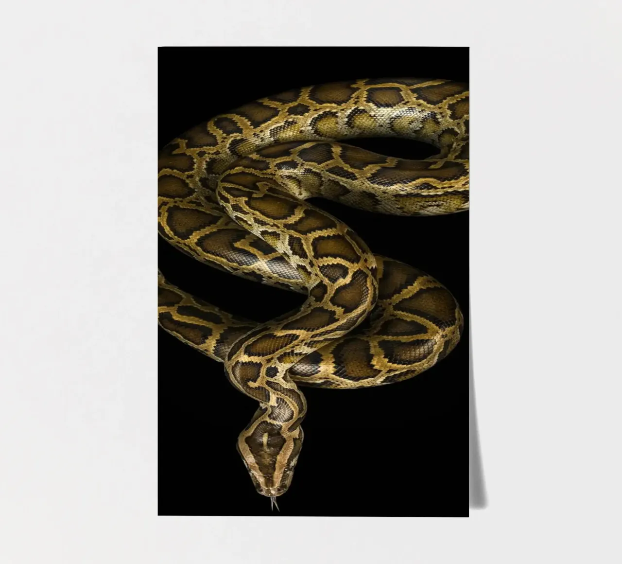 Python Stickerbogen von Curious Collections by Marielle Leenders