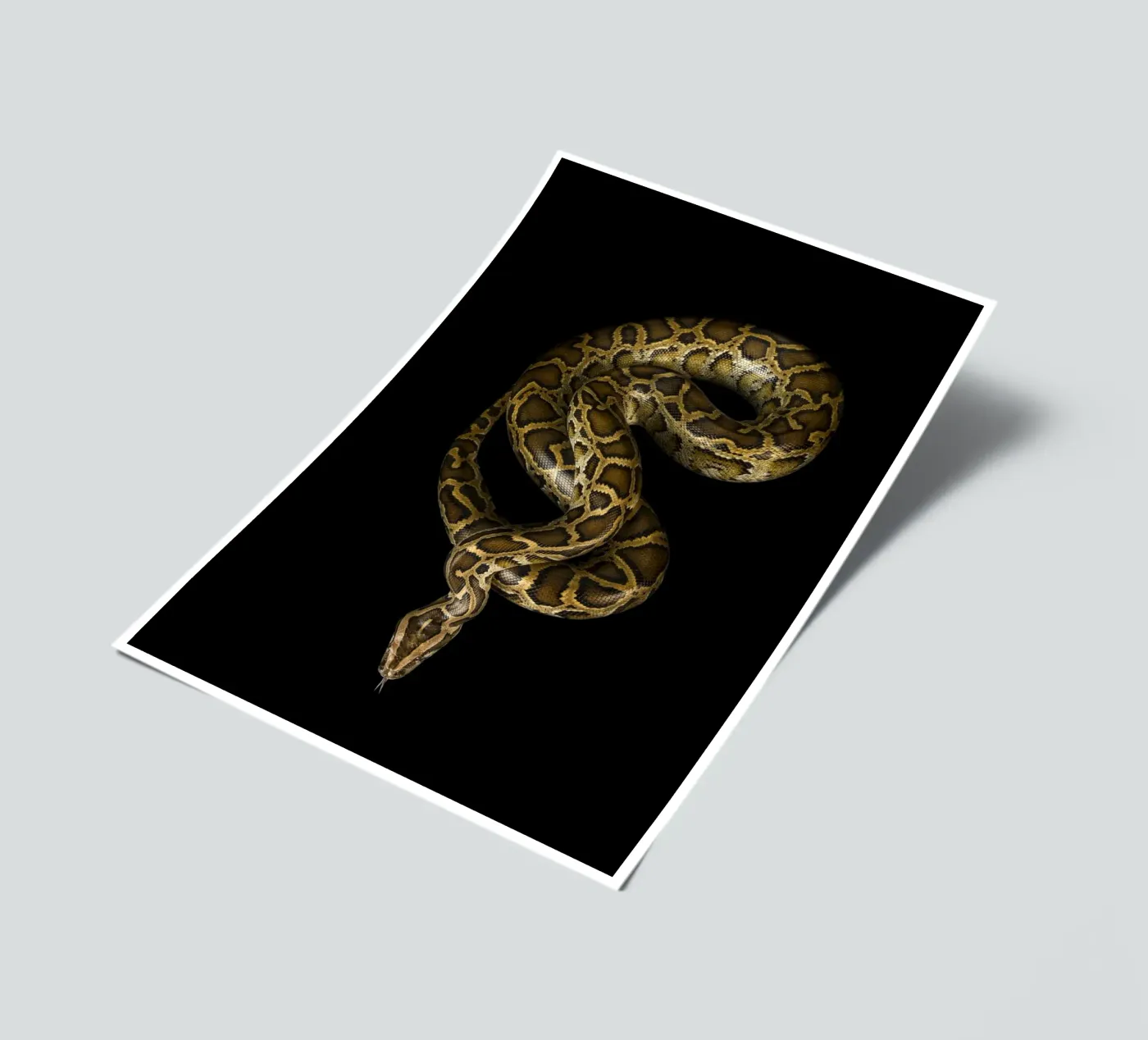 Python stickervel van Curious Collections by Marielle Leenders