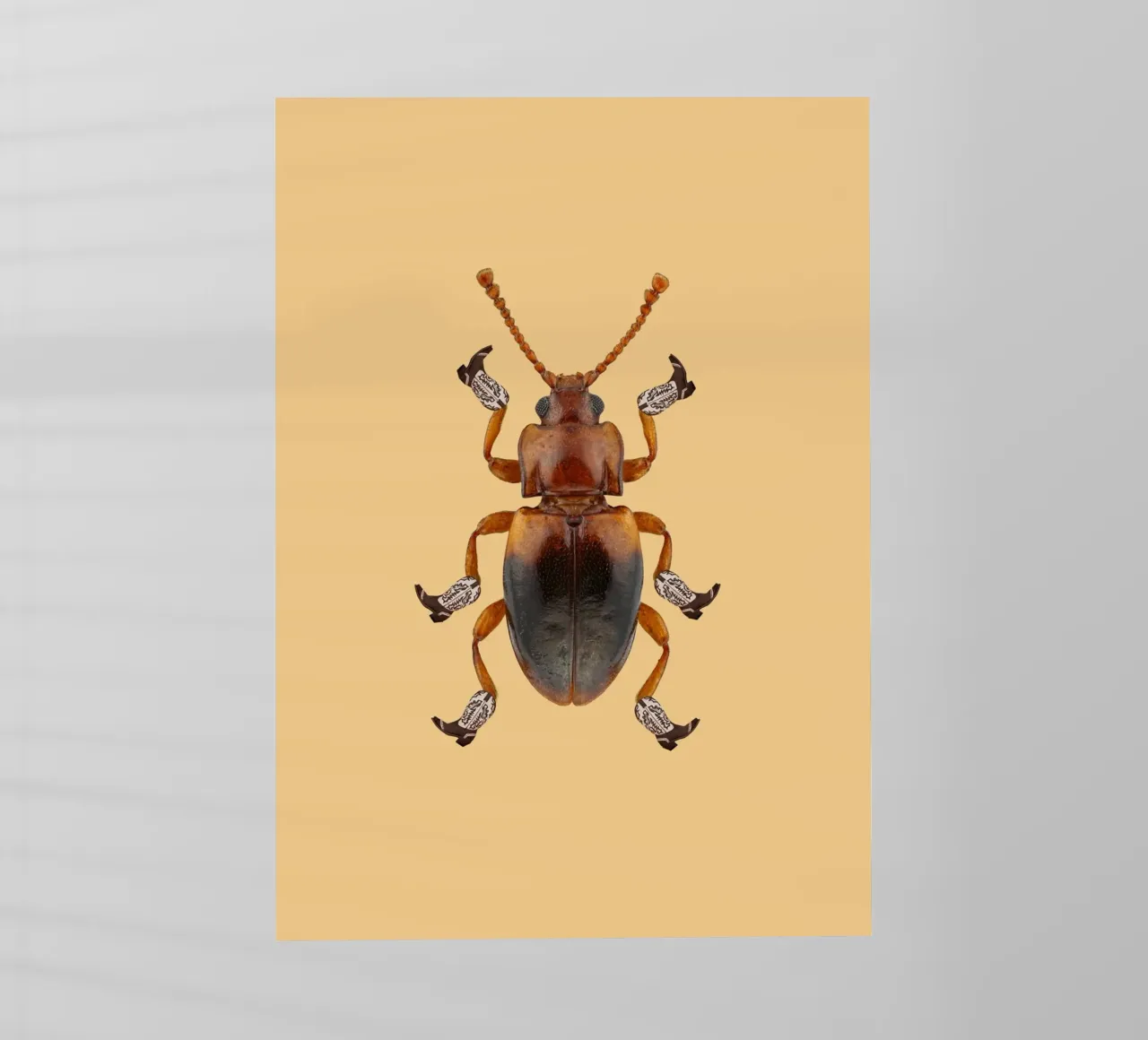 Billy The Booted Beetle pellicola backlit da AnyoneCanYeehaw
