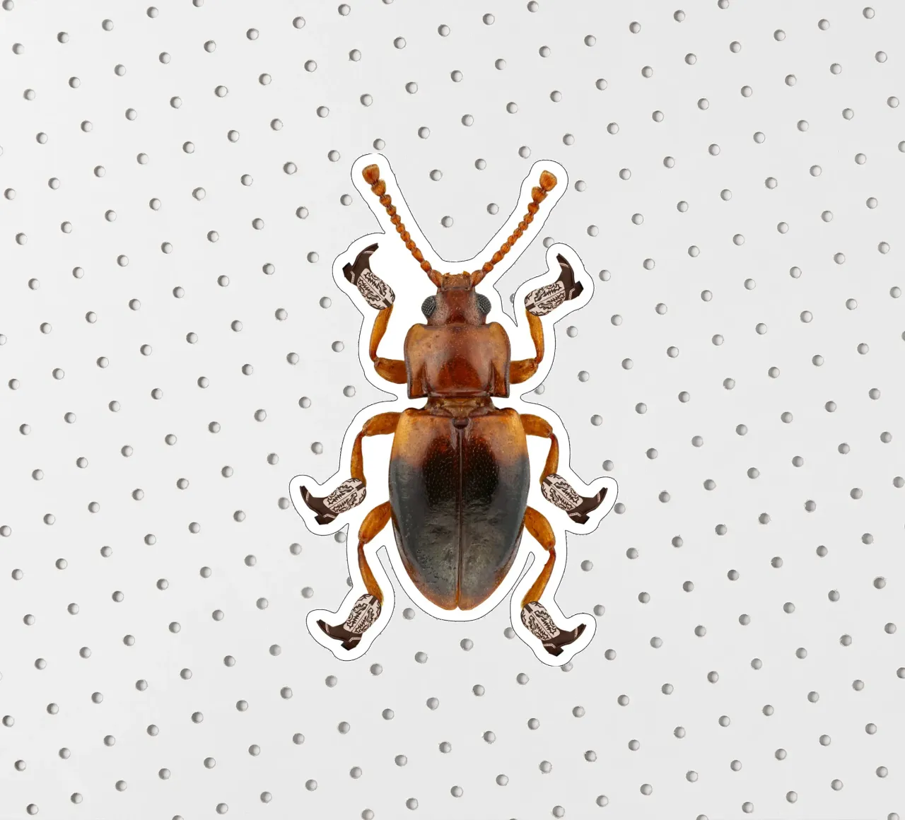 Billy The Booted Beetle sticker by AnyoneCanYeehaw