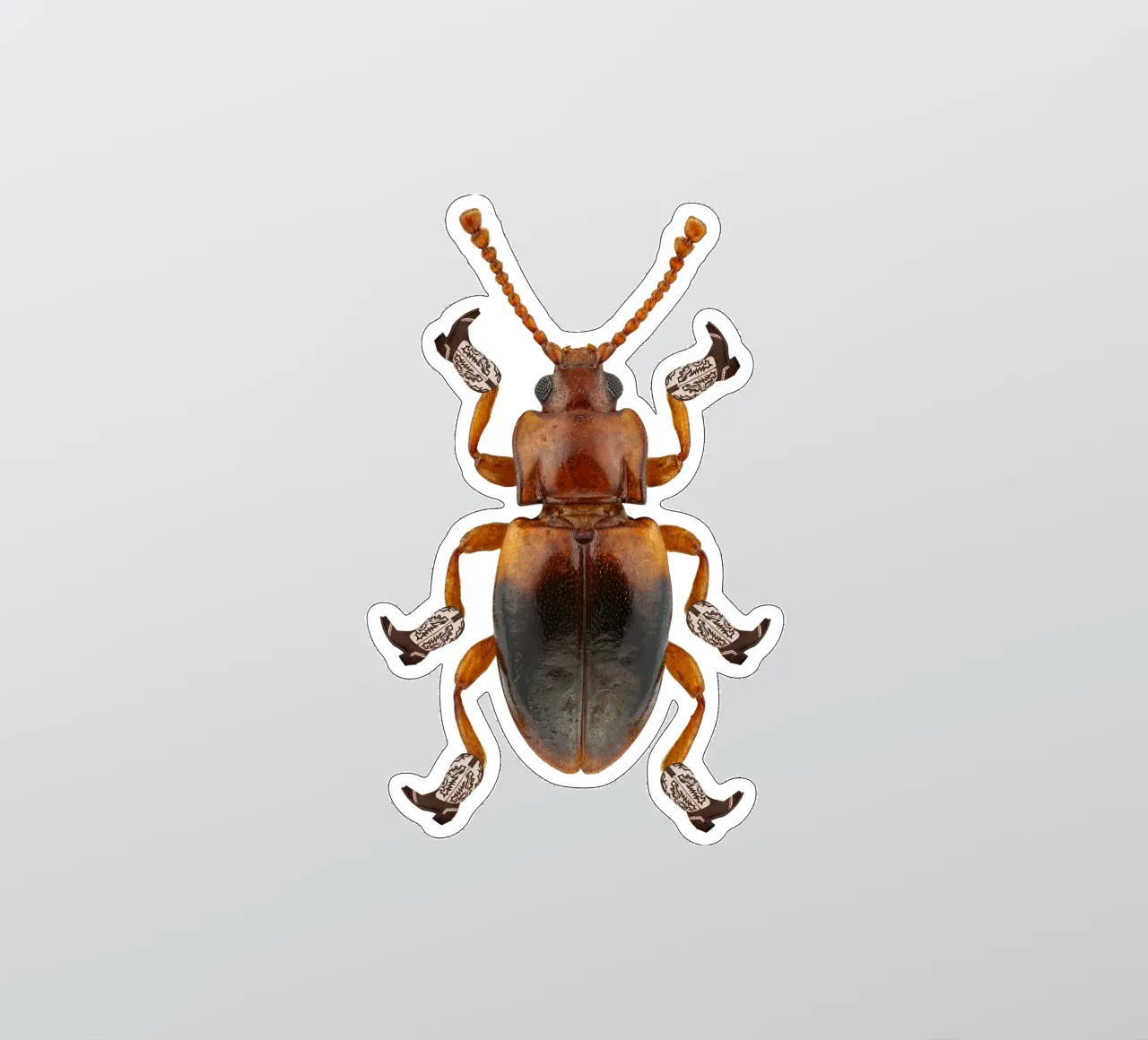 Billy The Booted Beetle sticker by AnyoneCanYeehaw