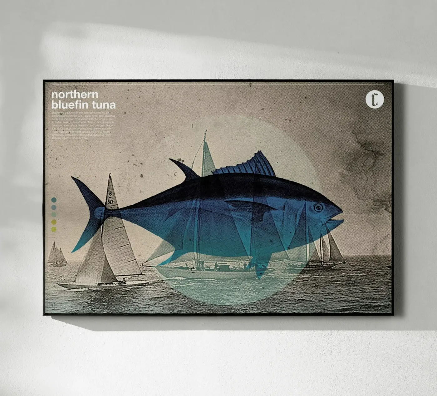 Northern Bluefin plexiglass da Chase Kunz