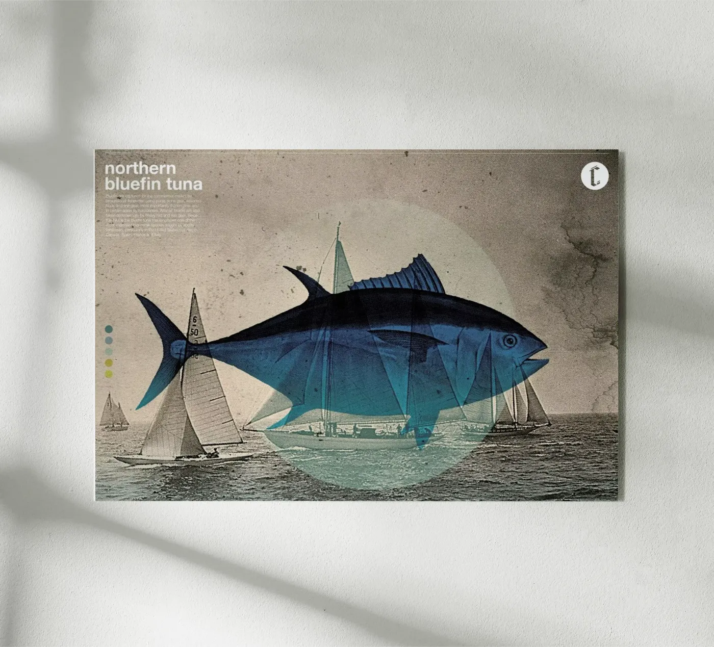 Northern Bluefin plexiglass da Chase Kunz