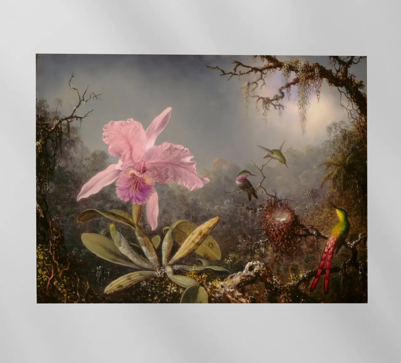 Martin Johnson Heade - Orchidea cattleya pellicola backlit da ARTOTHEK