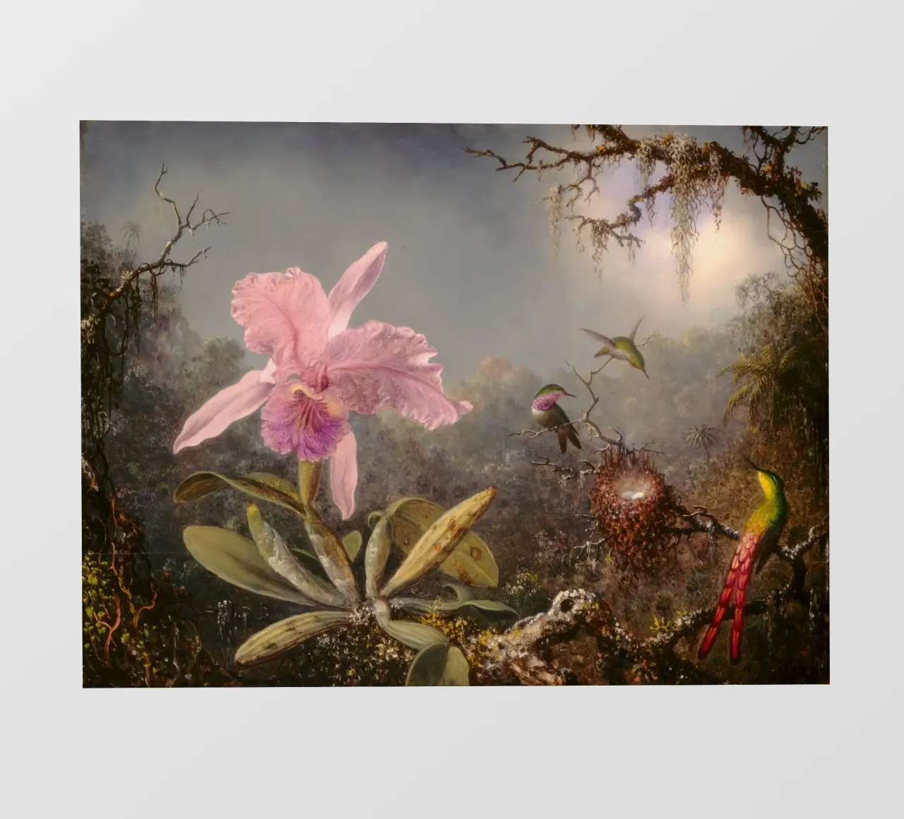 Martin Johnson Heade - Orchidea cattleya pellicola backlit da ARTOTHEK