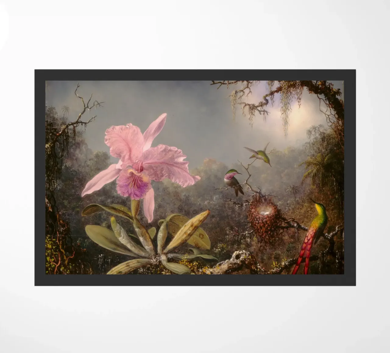 Martin Johnson Heade - Orchidea cattleya zerbino da ARTOTHEK