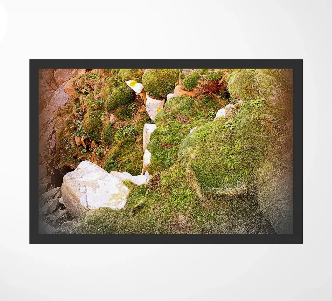 FAA81 zerbino da Thierry vobmann photography