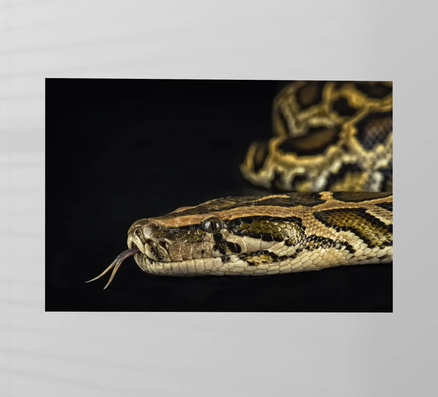 Python Headshot Backlit Folie von Curious Collections by Marielle Leenders