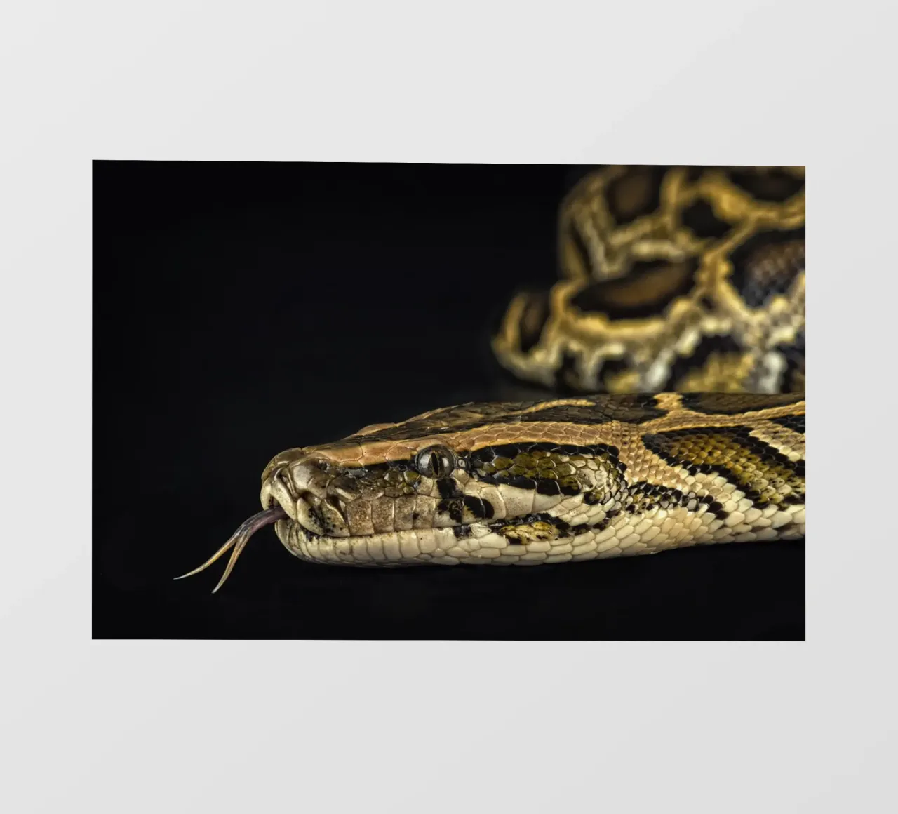 Python Headshot photo wallpaper by Curious Collections by Marielle Leenders