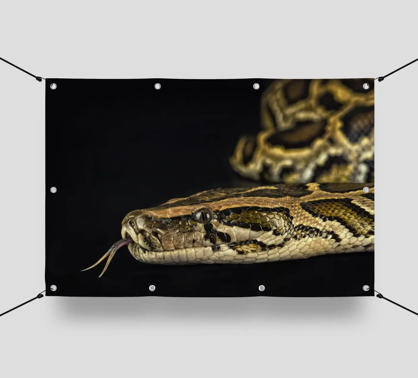 Python Headshot PVC Plane von Curious Collections by Marielle Leenders