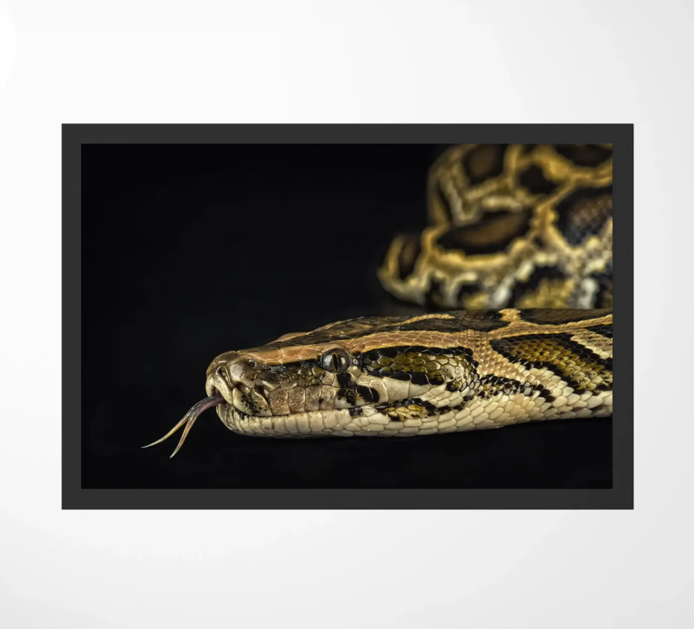 Python Headshot doormat by Curious Collections by Marielle Leenders