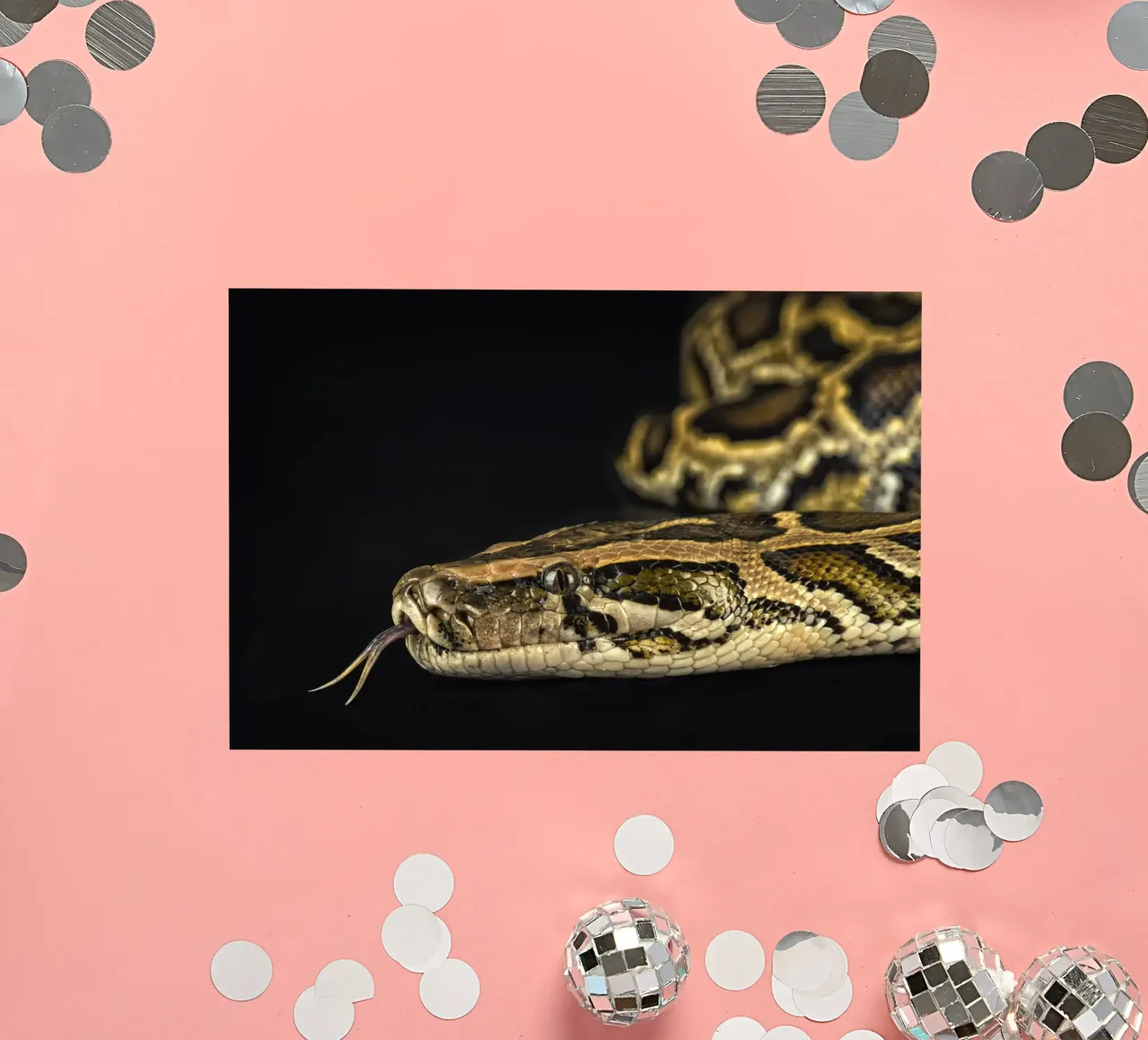 Python Kopfsprung Sticker von Curious Collections by Marielle Leenders