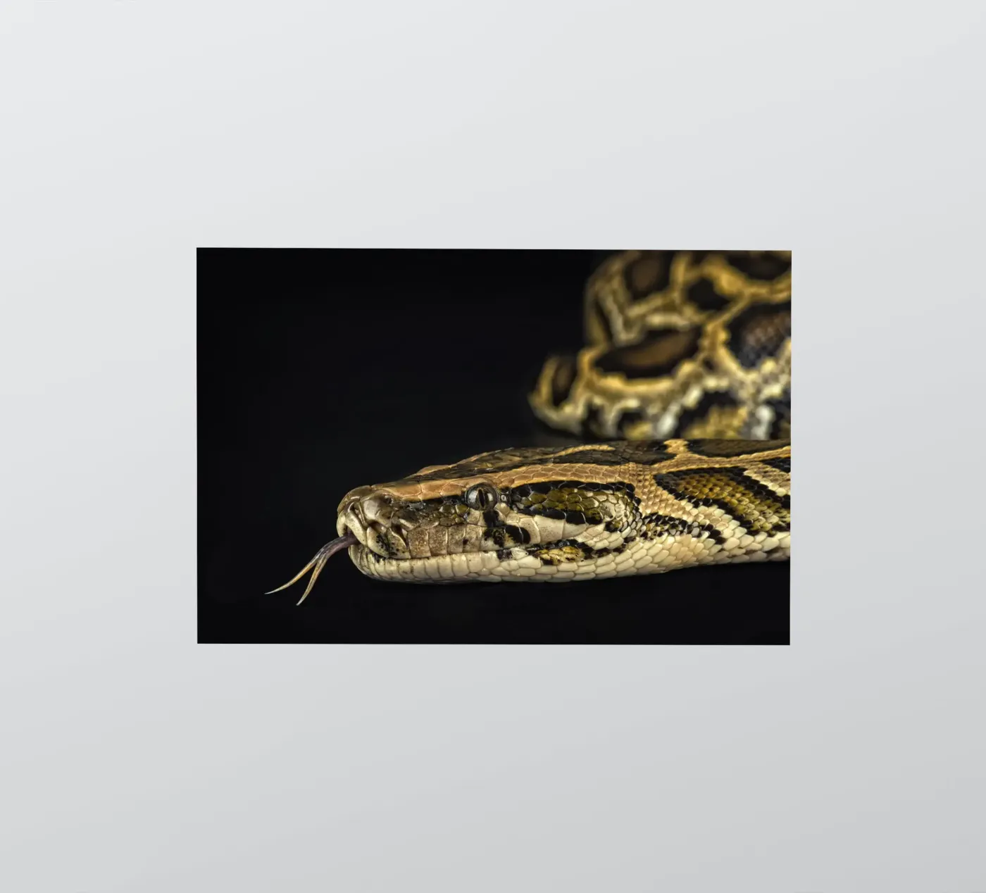Python Headshot autocollant de Curious Collections by Marielle Leenders