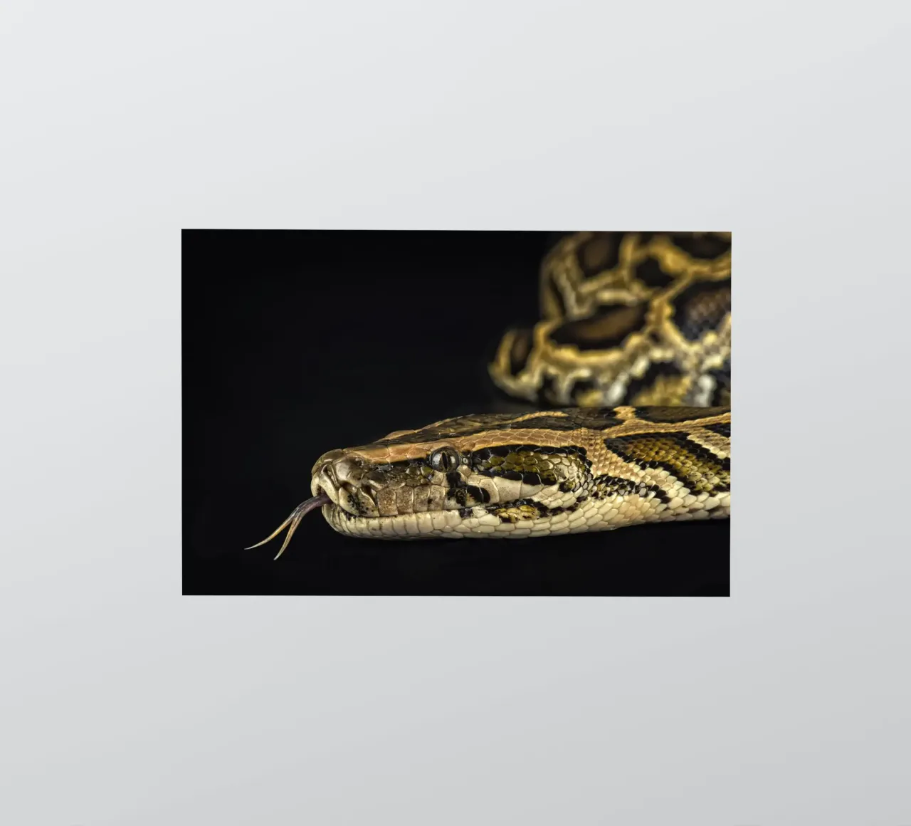 Python Kopfsprung Sticker von Curious Collections by Marielle Leenders
