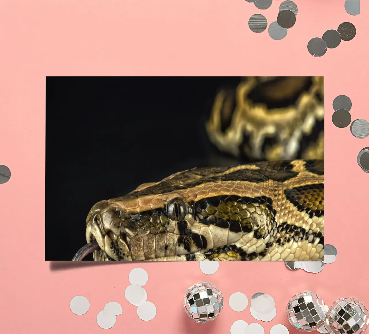 Python Kopfsprung Stickerbogen von Curious Collections by Marielle Leenders