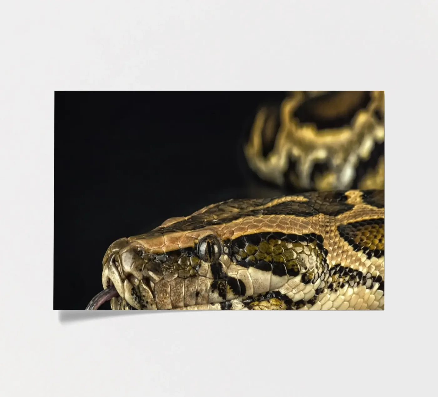 Python Headshot sticker sheet by Curious Collections by Marielle Leenders