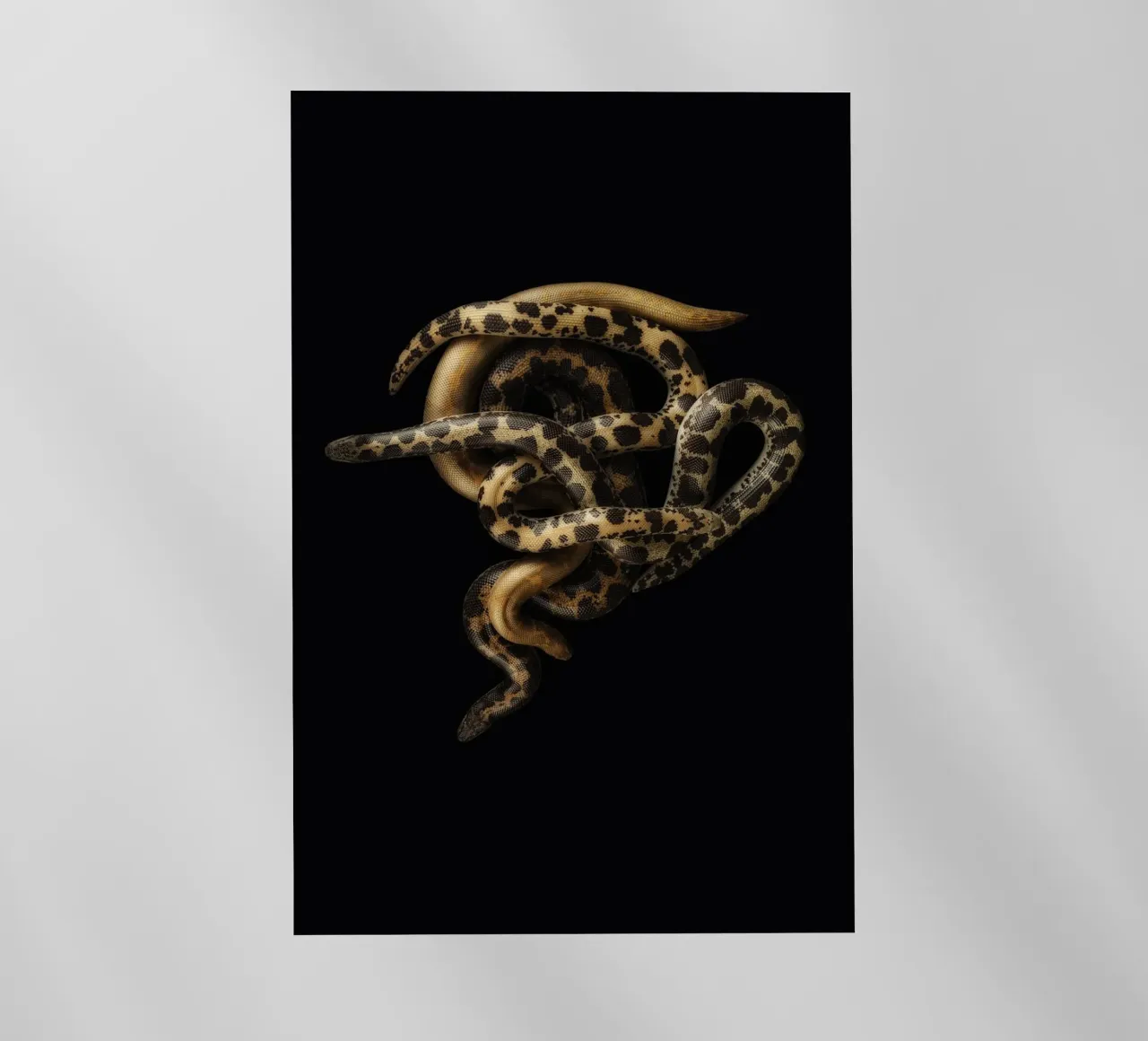 Serpenti striscianti pellicola backlit da Curious Collections by Marielle Leenders