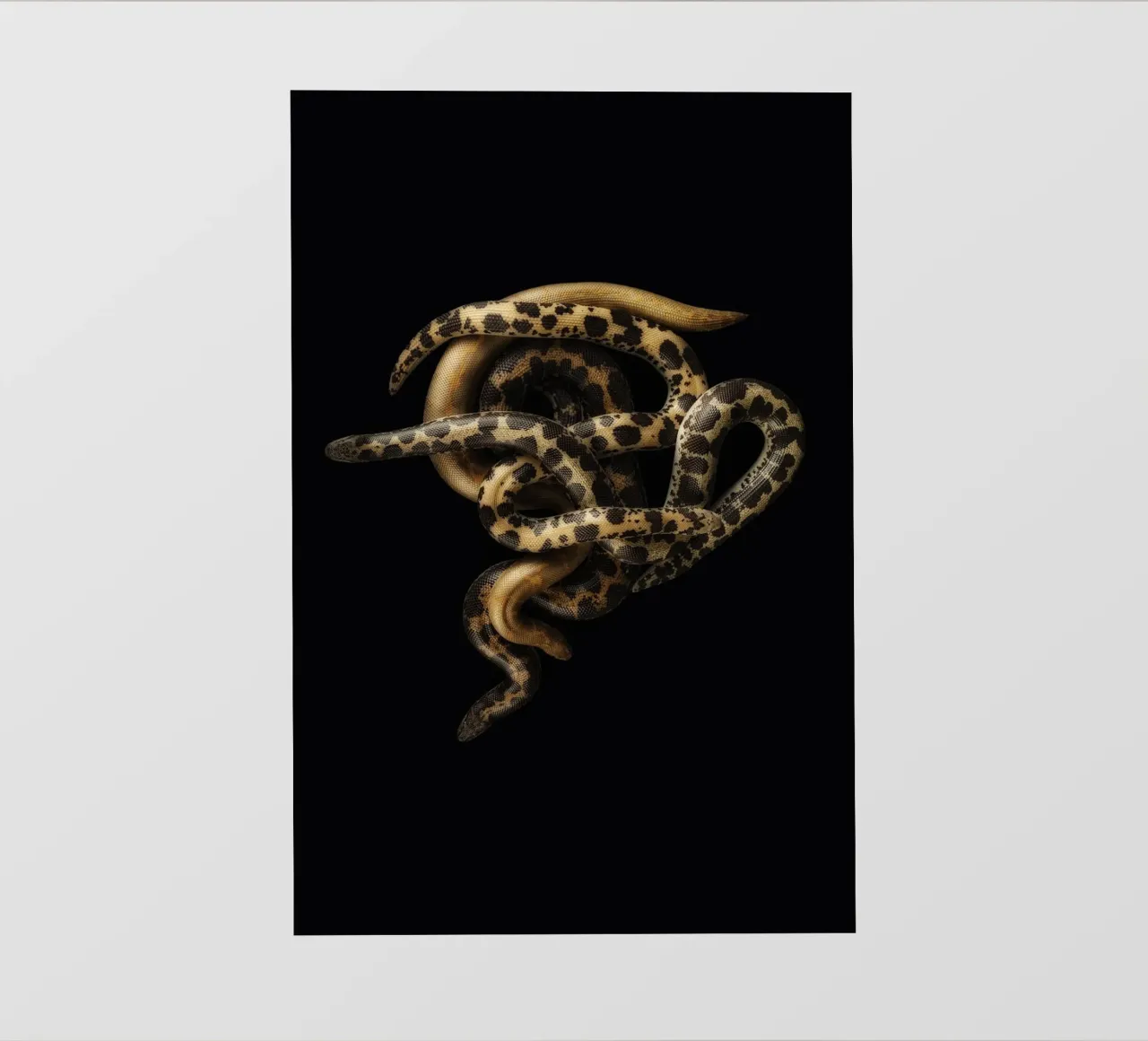 Serpenti striscianti pellicola backlit da Curious Collections by Marielle Leenders