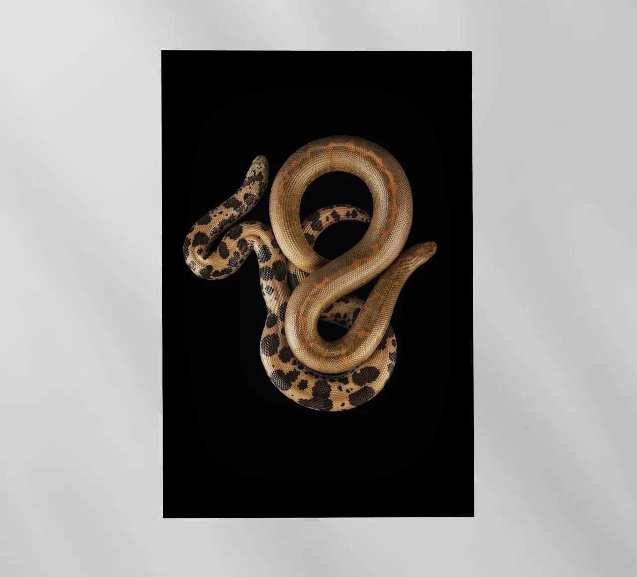 Serpenti striscianti pellicola backlit da Curious Collections by Marielle Leenders