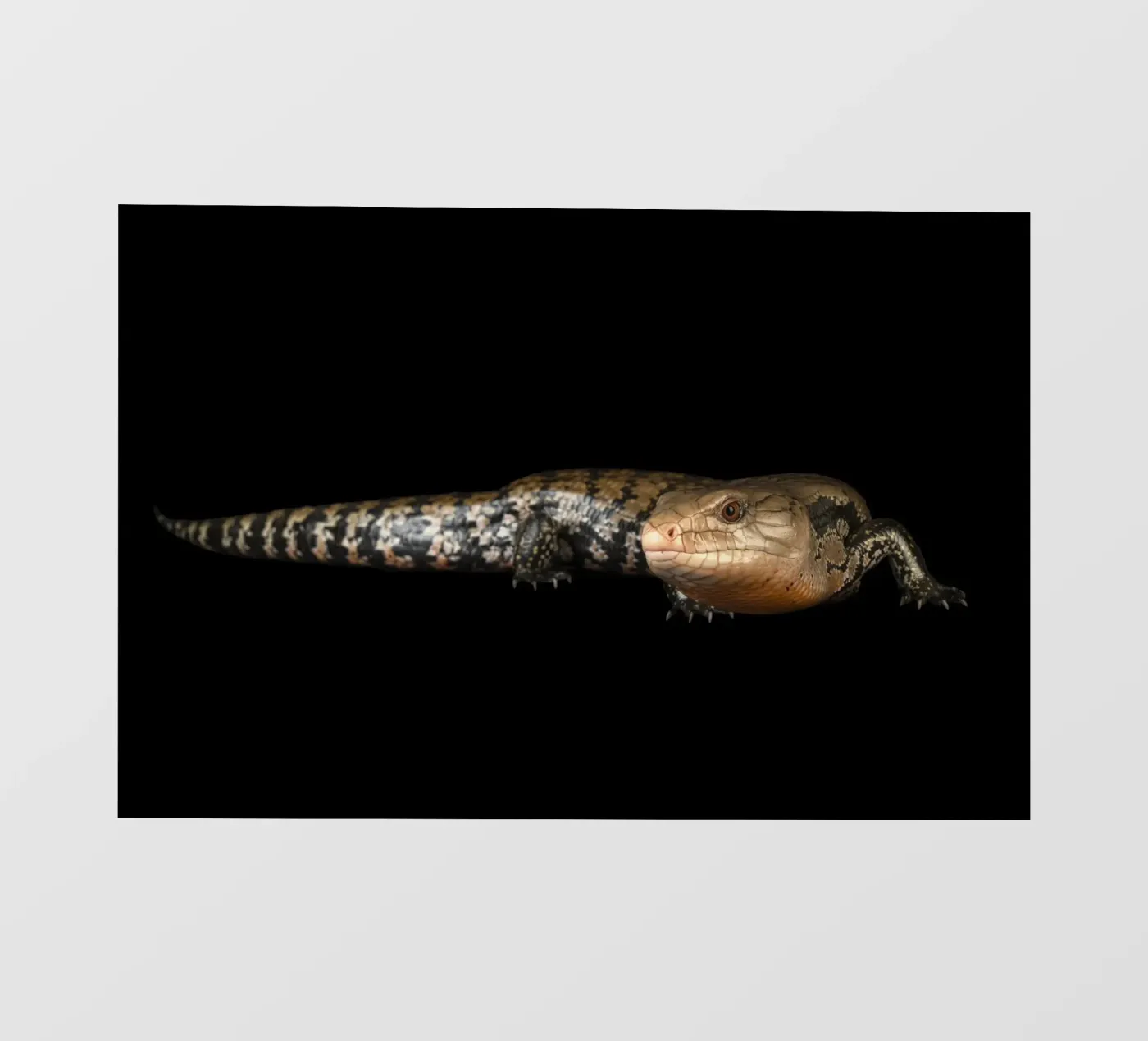 Lucertola pellicola backlit da Curious Collections by Marielle Leenders